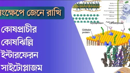 সংক্ষেপে জেনে রাখি - কোষপ্রাচীর, কোষঝিল্লি, ইন্টারফেরন, সাইটোপ্লাজম