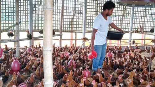 মুরগির ভ্রূণে যাচ্ছে ন্যানো প্লাস্টিক