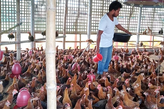 মুরগির ভ্রূণে যাচ্ছে ন্যানো প্লাস্টিক