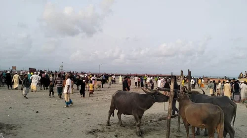 নৌযান চলাচল বন্ধ থাকায় সেন্ট মার্টিনে কোরবানির পশুর সংকট