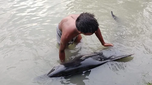 কলাপাড়ায় আন্ধারমানিক নদের মোহনায় ভেসে এল জীবিত ডলফিন
