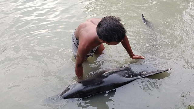 কলাপাড়ায় আন্ধারমানিক নদের মোহনায় ভেসে এল জীবিত ডলফিন