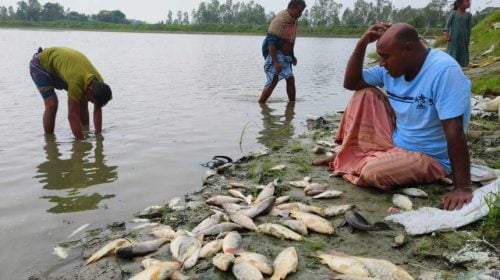গাজীপুরে খামারে বিষ প্রয়োগ, ভেসে উঠল মরা মাছ