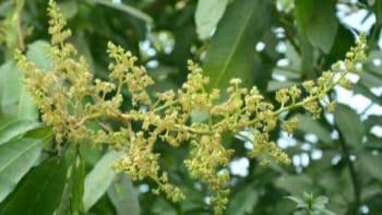 আমের মুকুলে মুকুলে ভড়ে উঠেছে পাহাড় টিলায় 