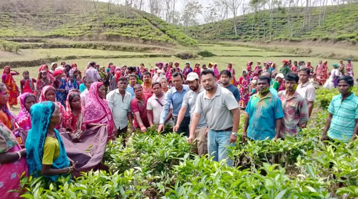 বড়লেখায় চা বাগান গুলোতে নতুন চা পাতার কুঁড়ি উত্তলন