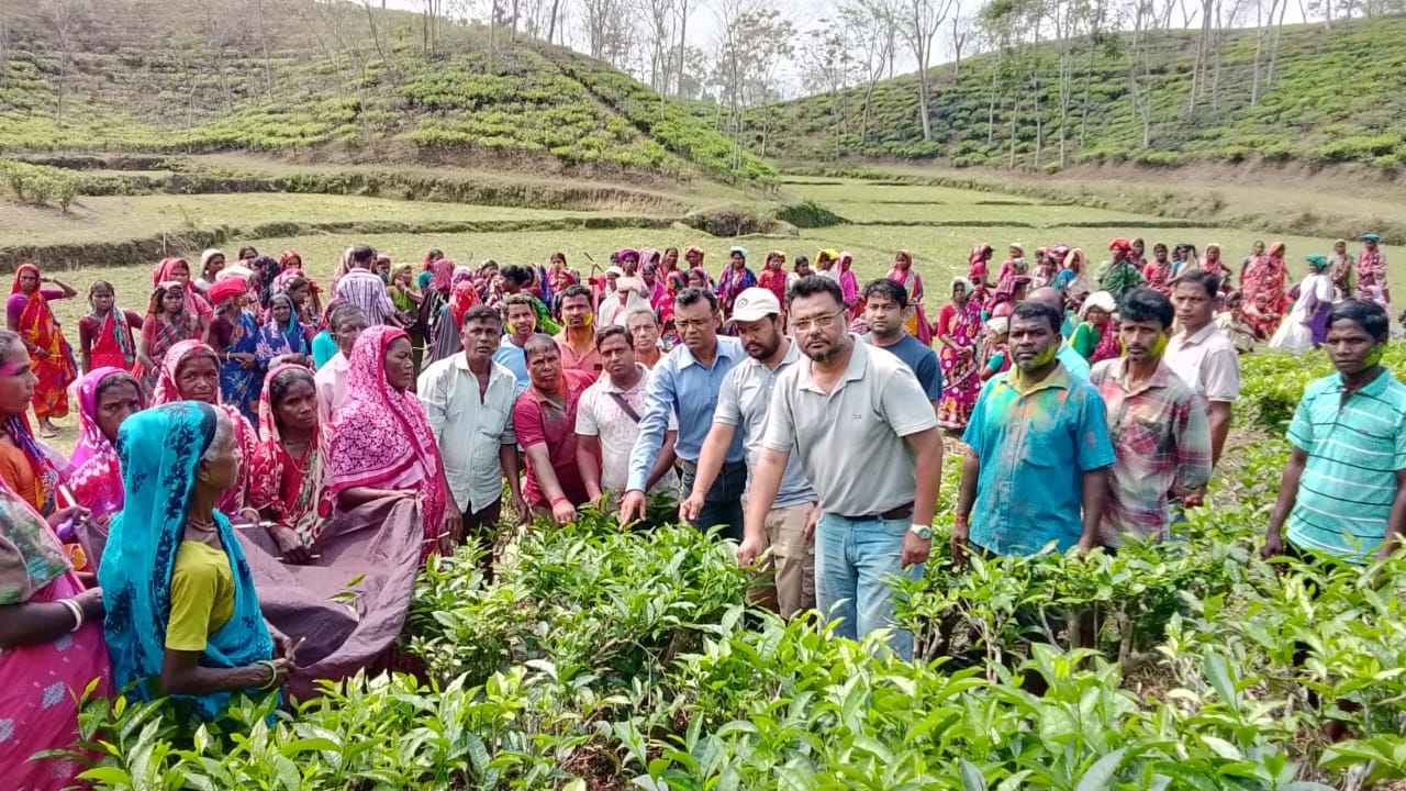বড়লেখায় চা বাগান গুলোতে নতুন চা পাতার কুঁড়ি উত্তলন