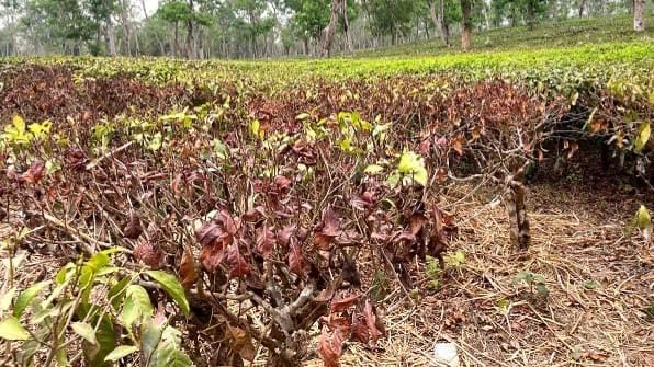 খরায় কাঙ্ক্ষিত চা উৎপাদন হচ্ছে না 