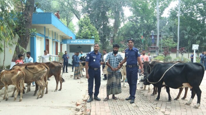 নওগাঁয় পুলিশের অভিযানে ১৩টি চোরাই গরু উদ্ধার